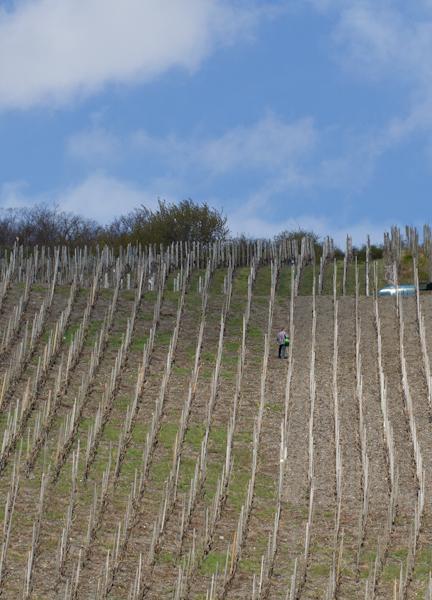 Weingut&Gästehaus Schmitz-Bergweiler Bernkastel-Kues Exterior foto